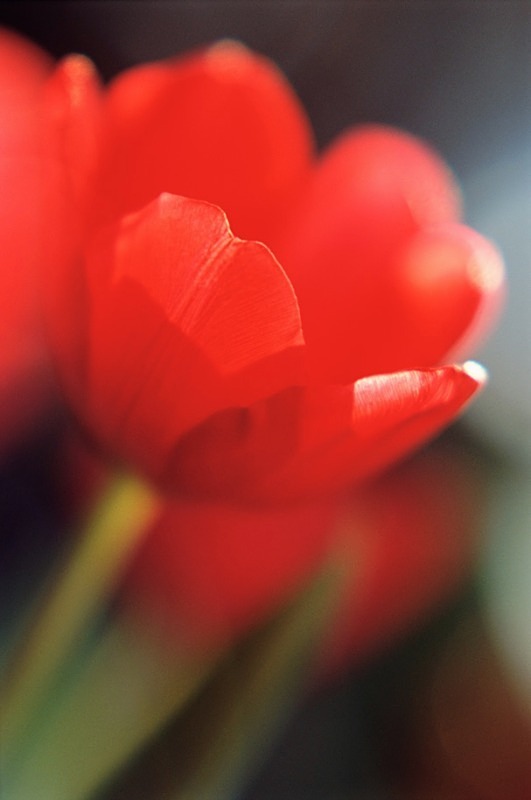 Red Tulip4 - Flowers II