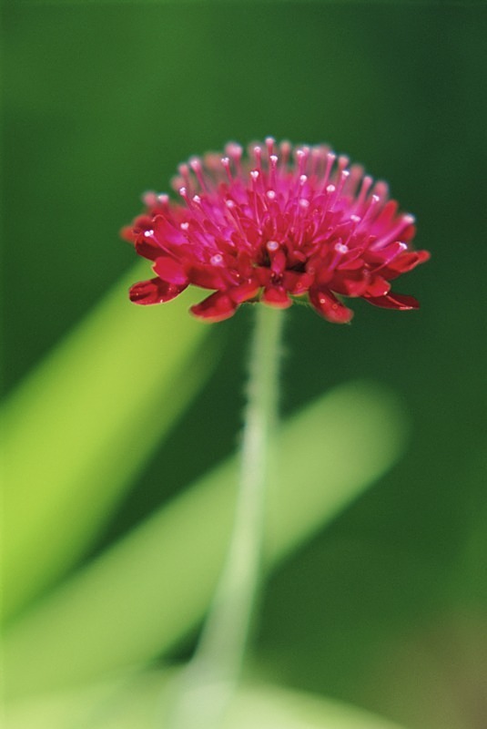 Scabious - Flowers II