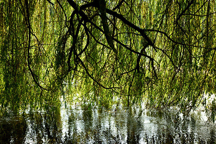 Willow - Others