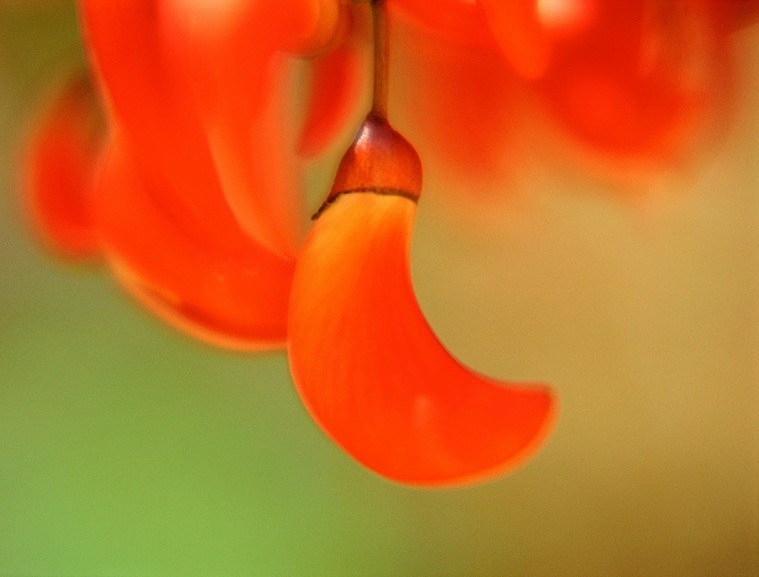 Erythrina americana Coral Tree - Flowers 1