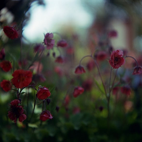 Geum Rivale - Flowers III