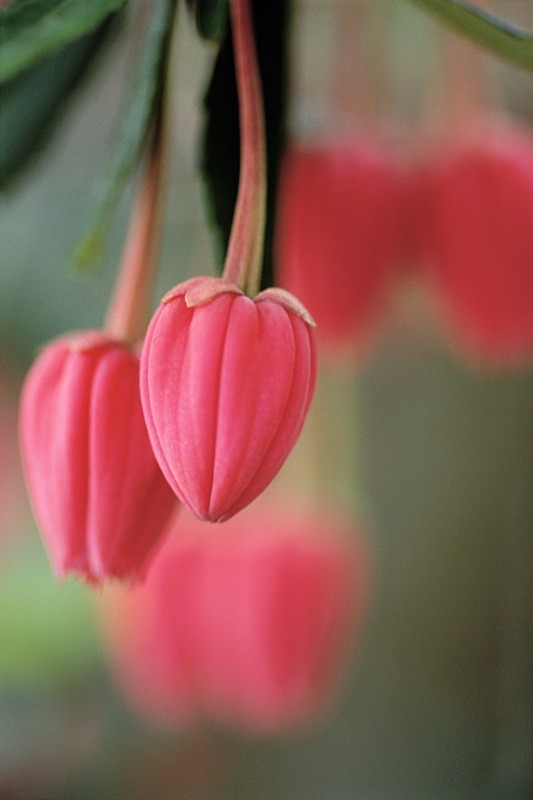 Crinodendron2 - Flowers 1