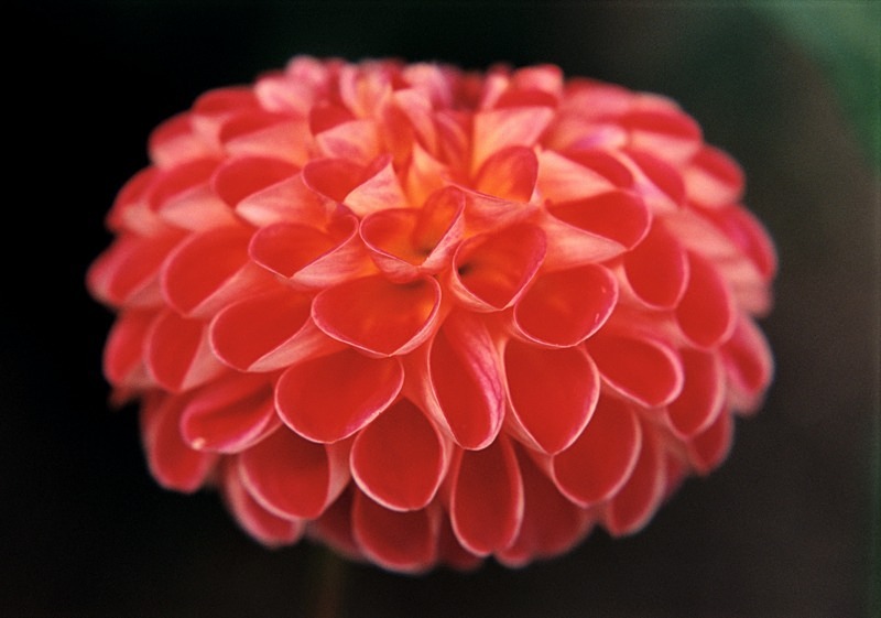 Dahlia Fireball 1 - Flowers 1