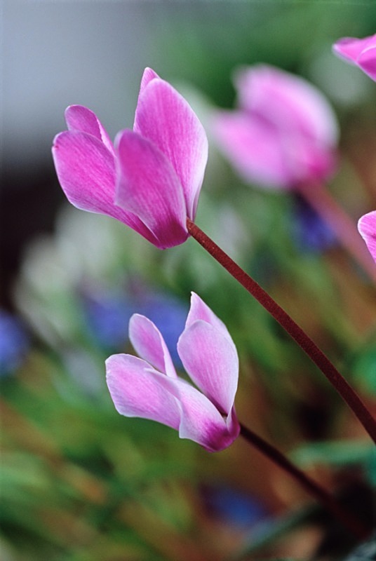 Cyclamen2 - Flowers 1