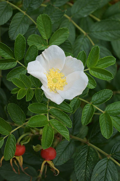 Rosa Rugosa Alba - Flowers IV