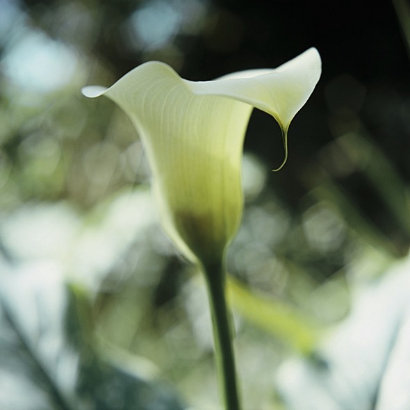 Zantedeschia 1 - Flowers II