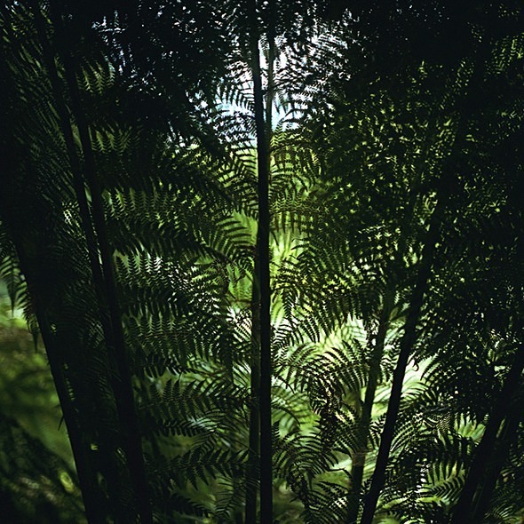 Treefern - Flowers II