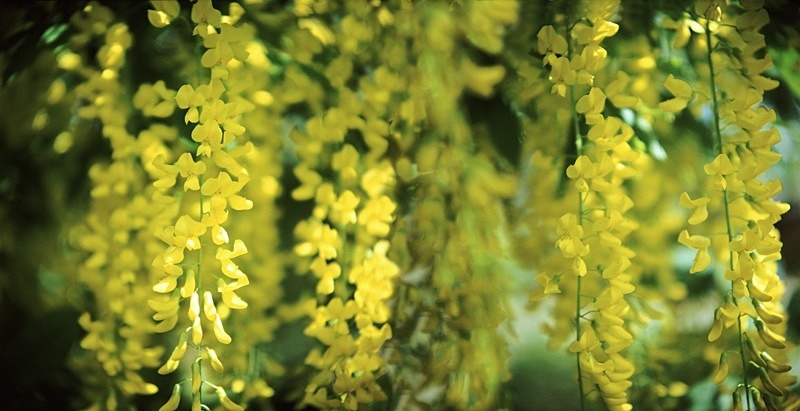 Laburnam Watereri Vossii - Flowers III