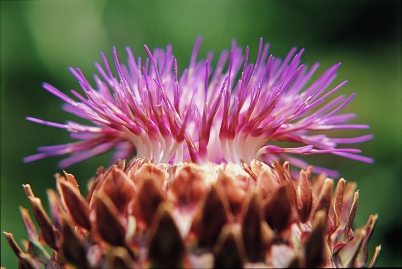 Artichoke Flower Cynara Scolymus - Flowers 1