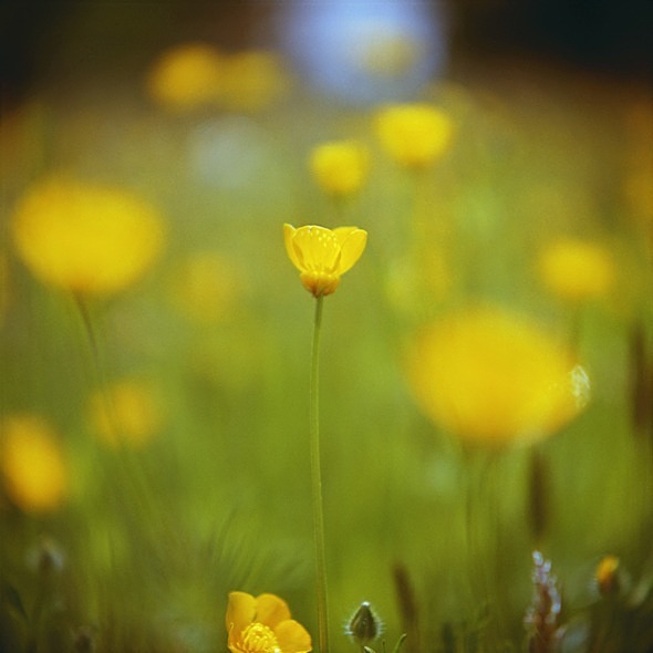 Buttercups1 - Flowers 1