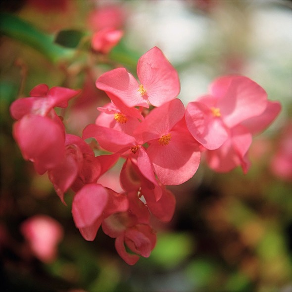 Begonia Magic Lantern - Flowers 1