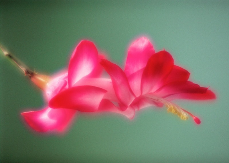  - Flowers III