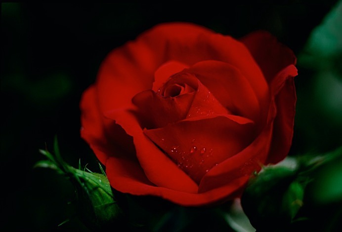Fuji Velvia Rose 1 - Flowers III