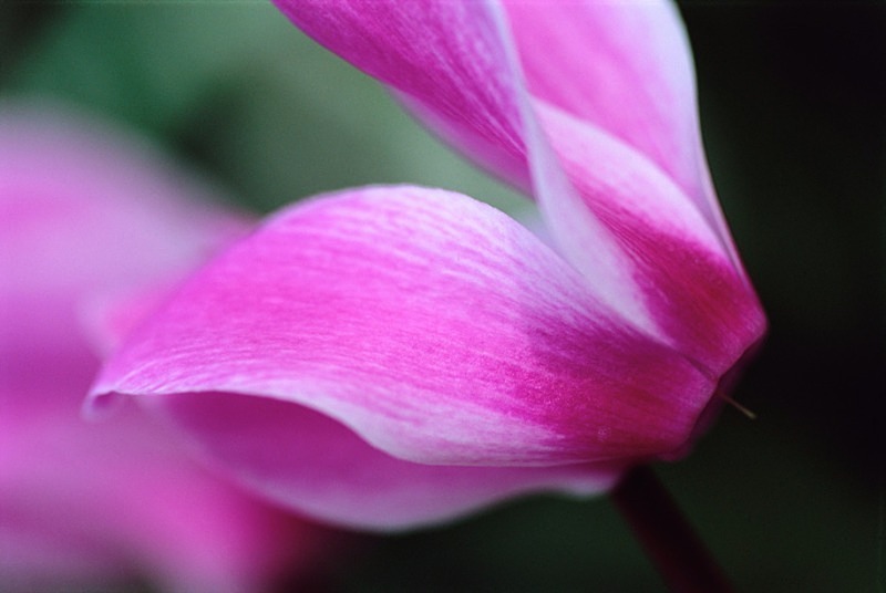 Cyclamen4 - Flowers 1