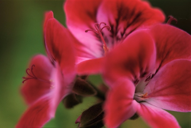 Pelargonium - Flowers II