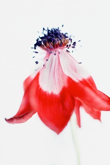 Anenome-1 - Flowers 1