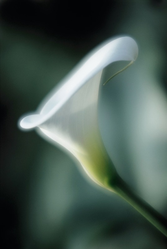 Zantedeschia Aethiopica - Flowers II