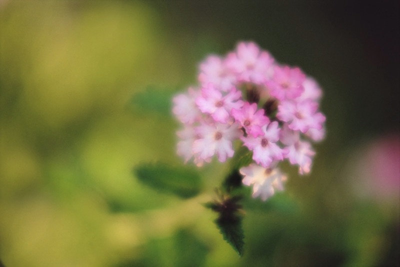 Verbena - Flowers II