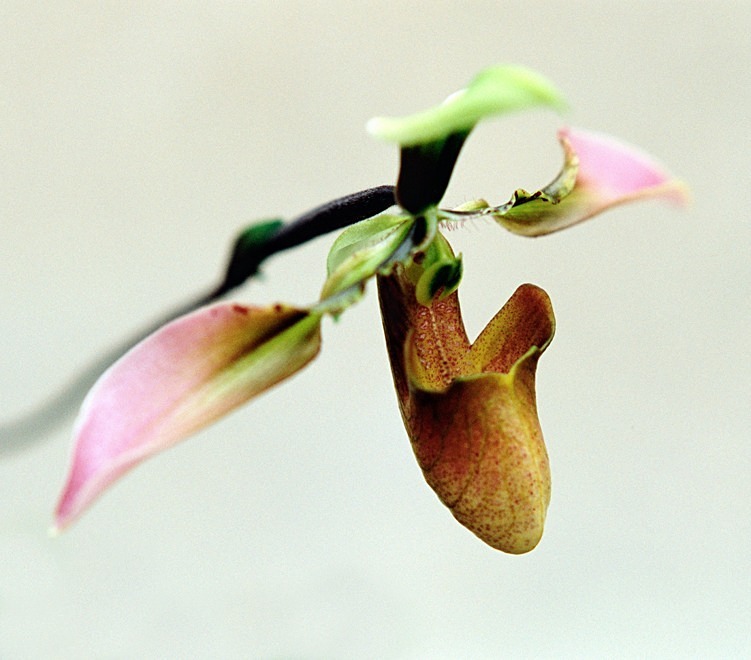 Orchid Paphiopedilum - Flowers II