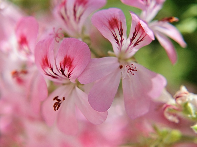 Pelargonium - Flowers II