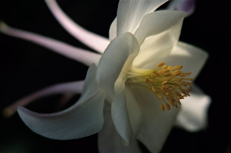 Aquilegia - Flowers 1