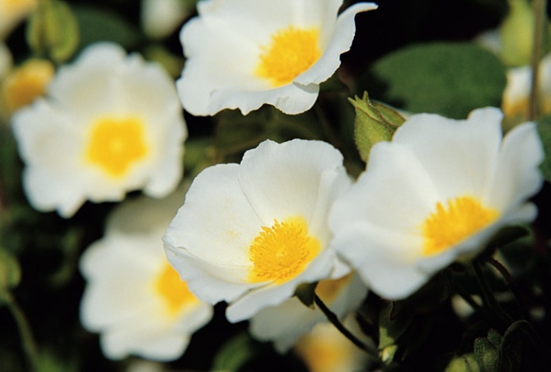 Cistus - Flowers 1