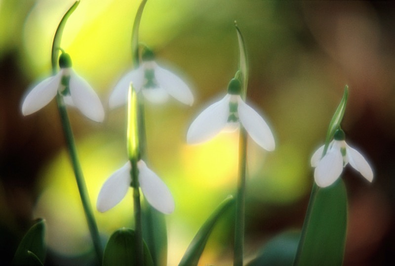 Snowdrop1 - Flowers II