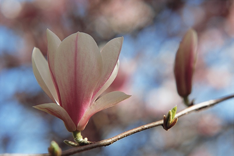 Magnolia Soulangeana-4 - Flowers III