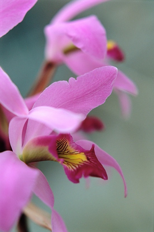 Orchid Laelia Anceps - Flowers II