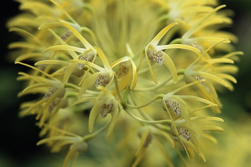 Dendrodium Speciosum - Flowers 1