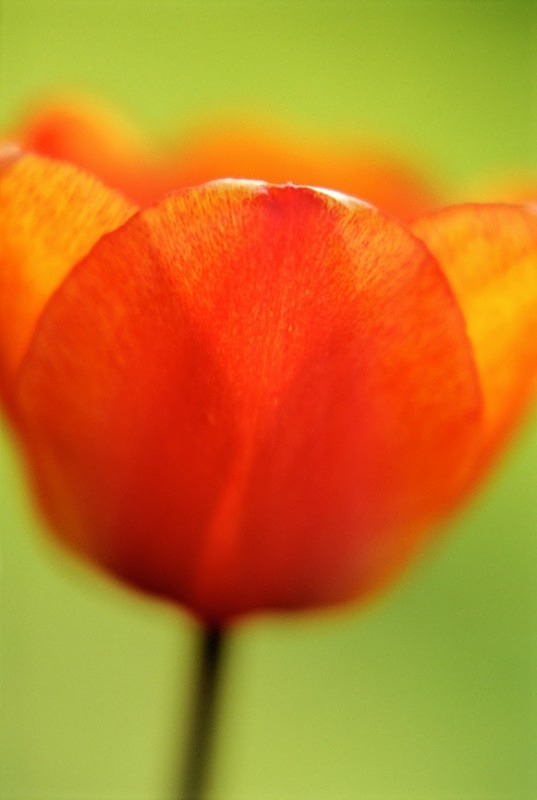 Red Tulip - Flowers II