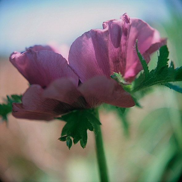 Poppy Oriental - Flowers II