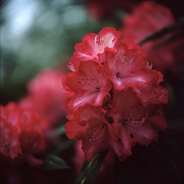 Rhodedendron President Roosevelt - Flowers II