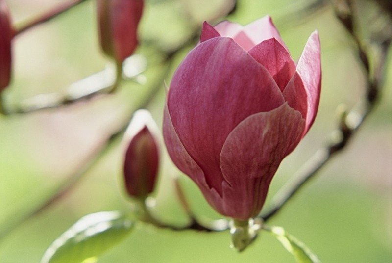 Magnolia Soulangeana-2 Ru1F2B - Flowers III