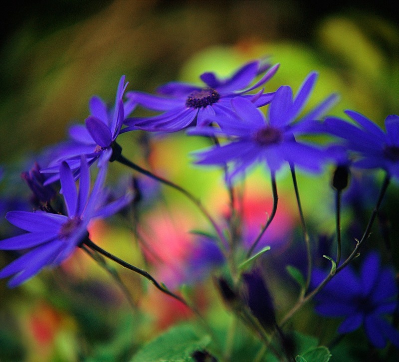 Senetti - Flowers II