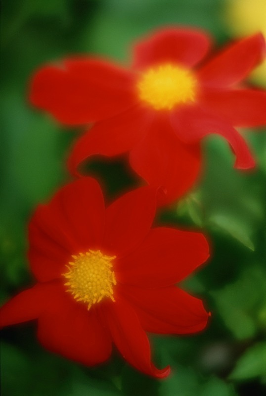 Dahlias - Flowers III