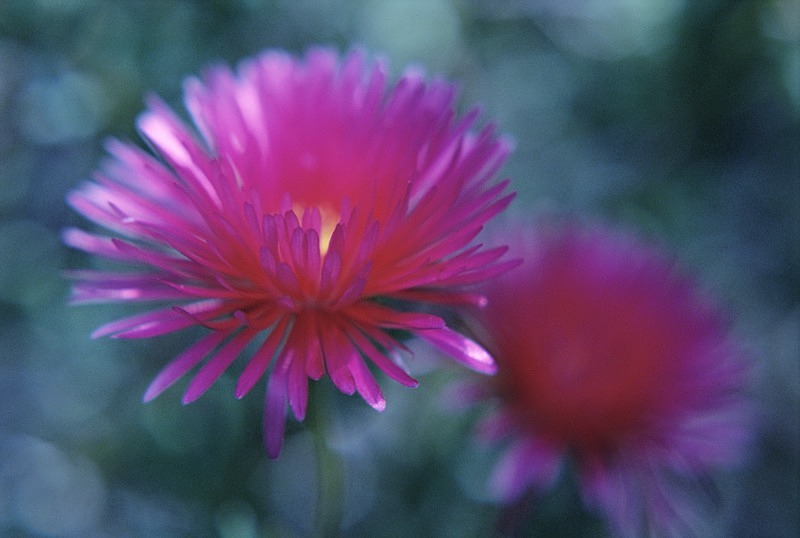 Lampranthus Spectabilis - Flowers III