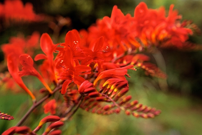 Crocosmia Lucifer2 - Flowers III