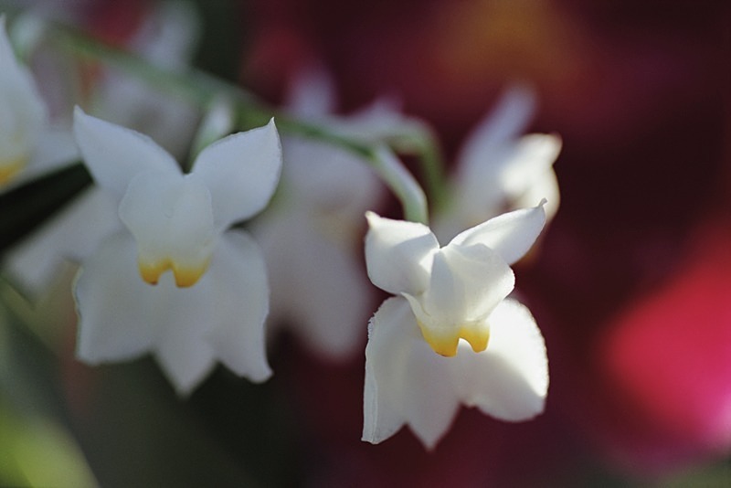 Orchid Odontoglossum Pulc1EE3 - Flowers II