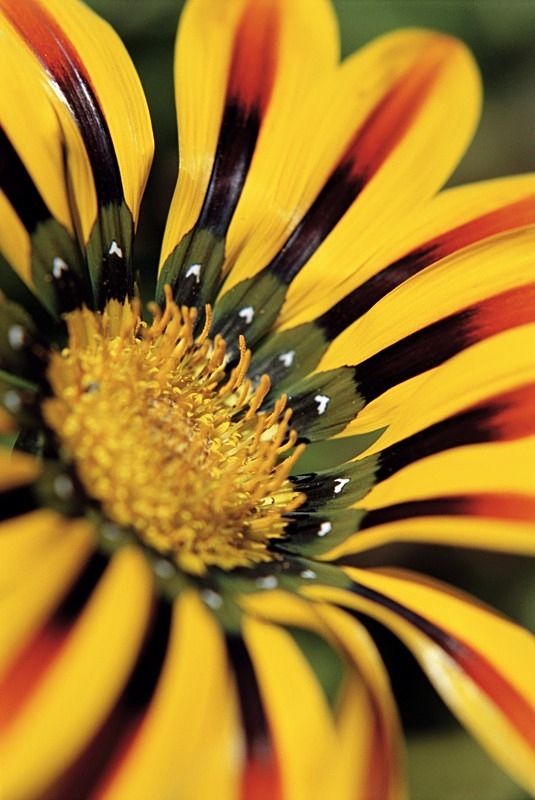 Gazania1 - Flowers III