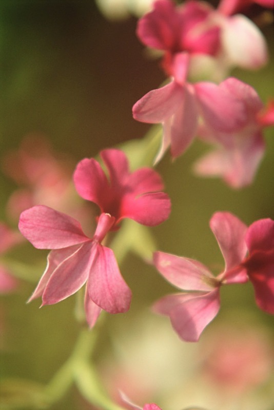 Orchid Calanthe Dark Pink - Flowers II