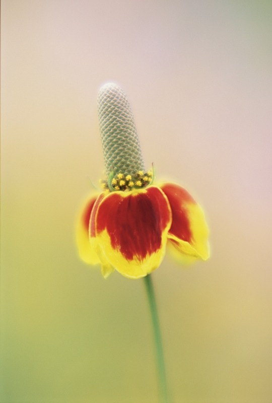 Ratibida Red midget - Flowers II
