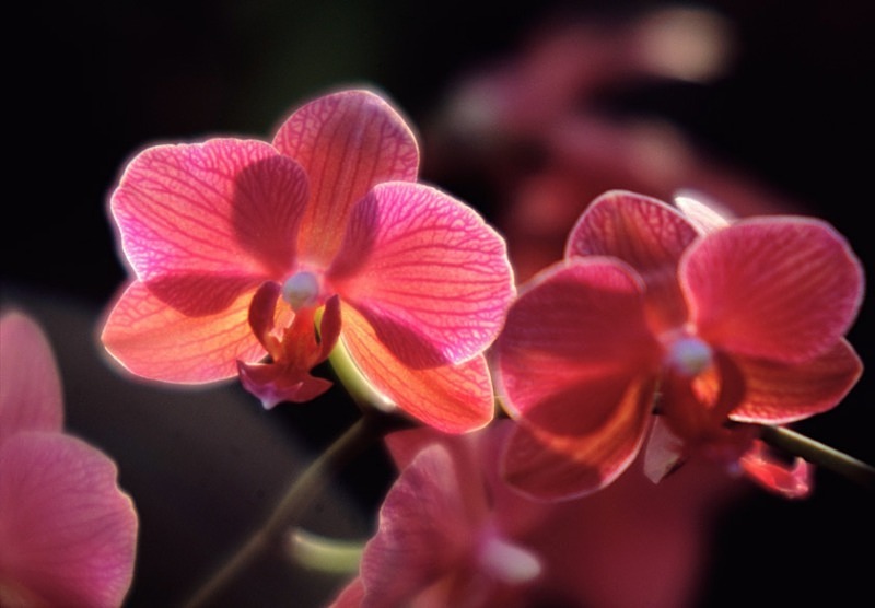 Orchid Phalaenopsis Queen Rose - Flowers II