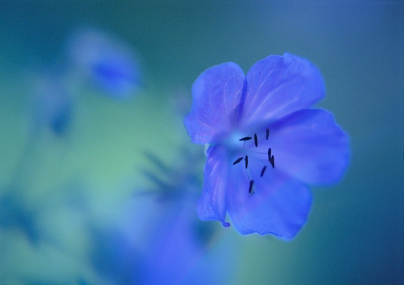  - Flowers III