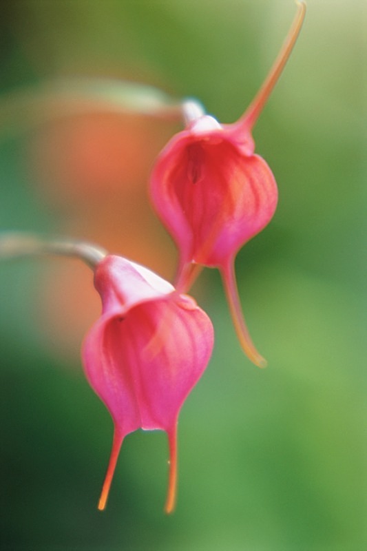 Orchid - Flowers II
