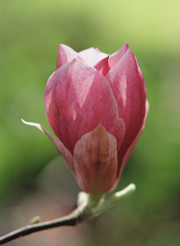 Magnolia Soulangeana-1 Ru1F2A - Flowers III