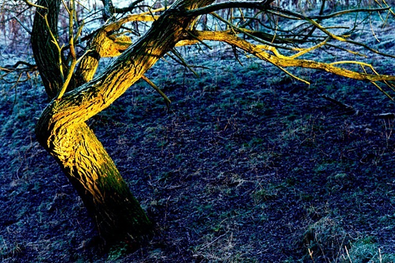 Tree on a frosty day Rutland Water - Others
