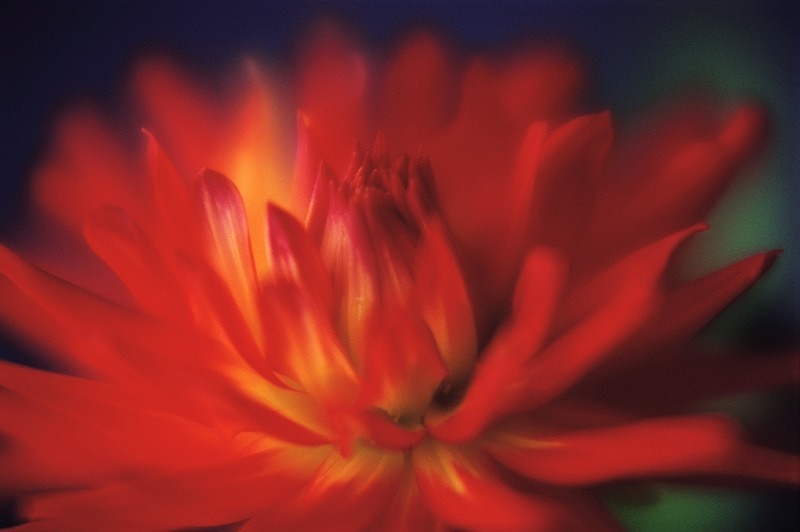 Dahlia Tarathai Ruby3 - Flowers 1