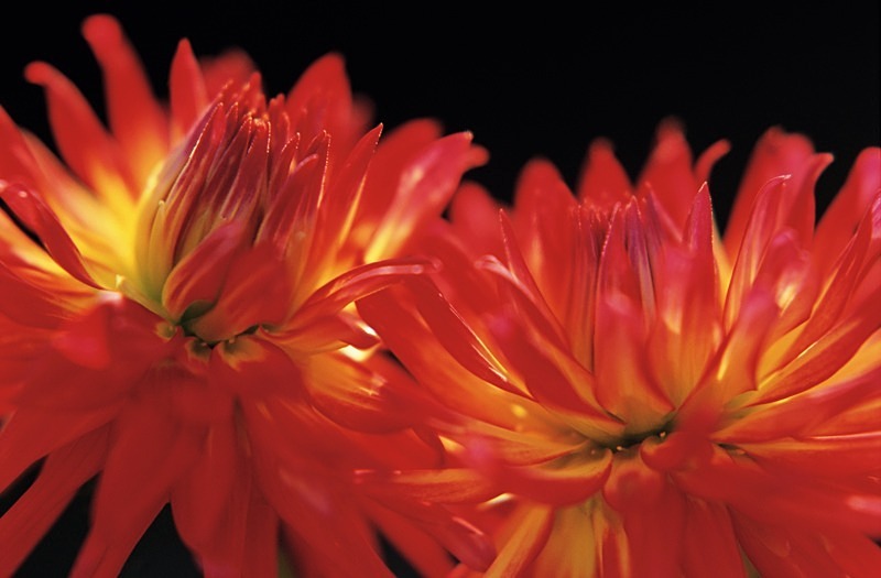Dahlia Spanish Dancer - Flowers 1