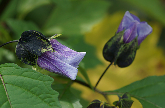 Nicandra5 - Flowers IV